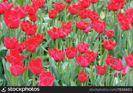 Beautiful red tulips (closeup) in the spring time. Nature background.