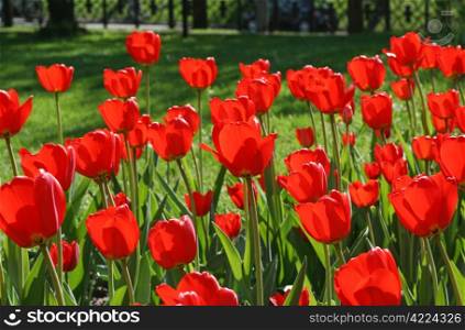 beautiful red tulips glowing in sunlight