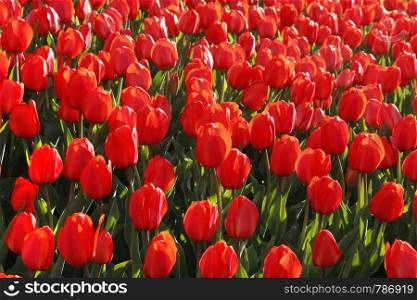 Beautiful red tulips glowing on sunlight, bright natural background