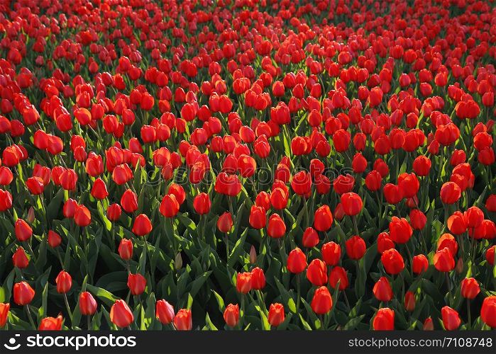 Beautiful red tulips glowing on sunlight, bright nature background