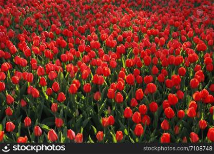 Beautiful red tulips glowing on sunlight, bright nature background