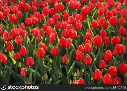Beautiful red tulips glowing on sunlight, spring natural bright background