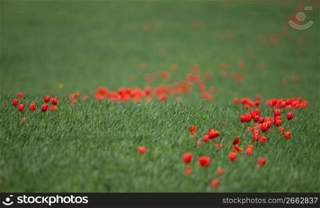 Beautiful red tulips growing in remote green field of grass