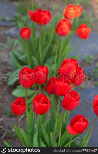 beautiful red tulips in city park