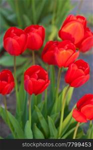 beautiful red tulips in city park