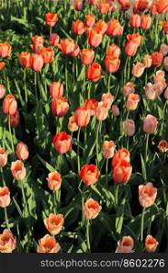 Beautiful red tulips in sunlight, close up, spring nature background