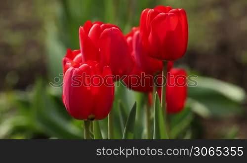 Beautiful red tulips in the garden