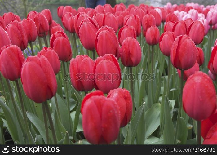 Beautiful red tulips in the rain covered in drops (streaks in the background is rain falling down)