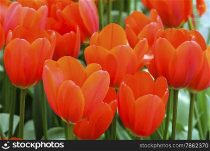 Beautiful red tulips in the spring time (macro).