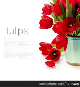 beautiful red tulips isolated on white background (with easy removable text)