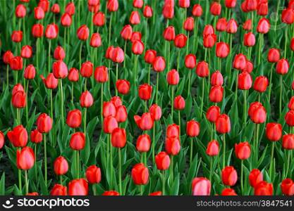Beautiful red tulips natural background