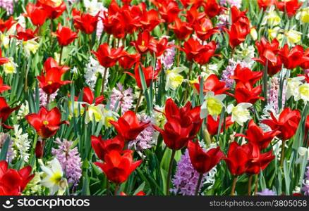 Beautiful red tulips, pink hyacinths and narcissus(closeup) on spring flowerbed.