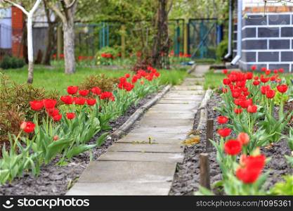 Beautiful red tulips with dark green leaves in flowerbed near country rural house, retro vintage style, soft selective focus, copyspace for text.. Red tulips bloom along the stone walkway near the rural house.