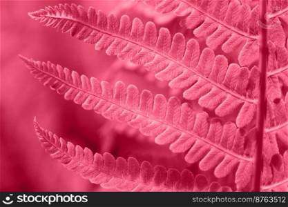 Beautiful red viva magenta fern close up in monochrome. Abstract floral texture and background, pattern. Trendy color of the year 2023 Viva Magenta. Design concept.