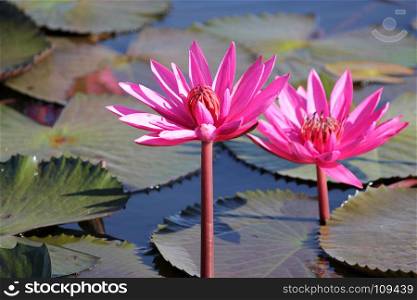 beautiful red water lily flower in the pond