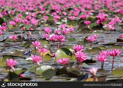beautiful red water lily flower in the pond