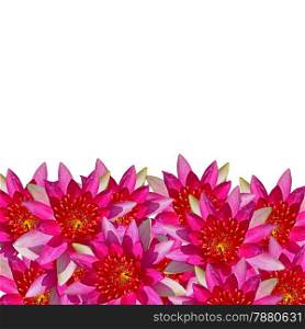 Beautiful red waterlily flower, abstract texture background