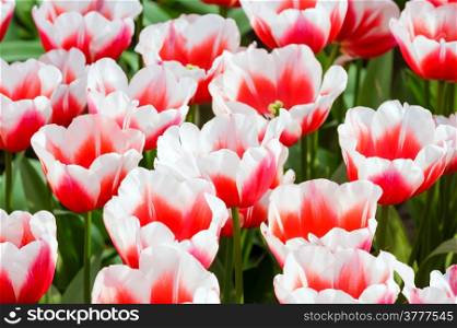 Beautiful red-white tulips close-up (nature spring background).