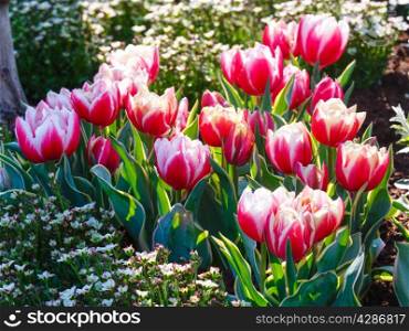 Beautiful red-white tulips in spring park.