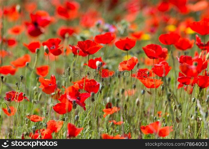 Beautiful Red Wild Poppies in Meadow