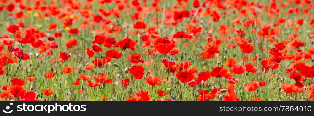 Beautiful Red Wild Poppies in Meadow