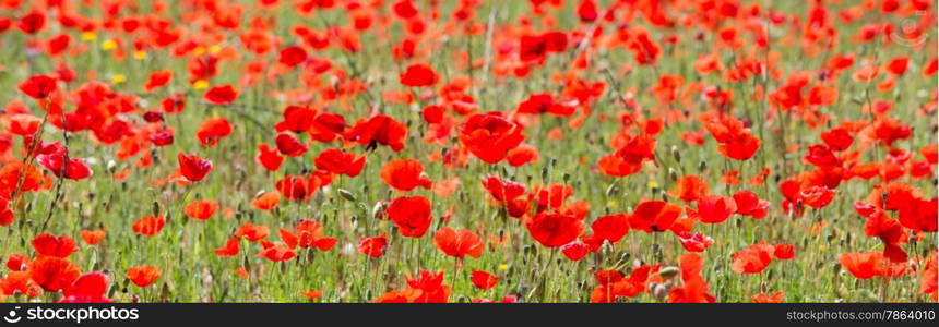 Beautiful Red Wild Poppies in Meadow