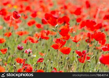 Beautiful Red Wild Poppies in Meadow