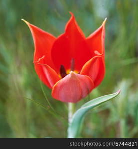 Beautiful red wild tulip in spring time with green grass