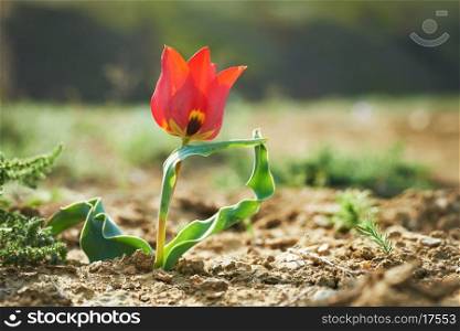 Beautiful red wild tulip in the desert with green grass