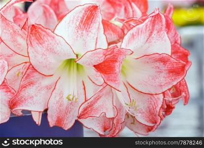 Beautiful red with white flowers of Amaryllis in bouquet (macro).