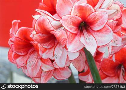 Beautiful red with white flowers of Amaryllis in bouquet (macro) in spring.