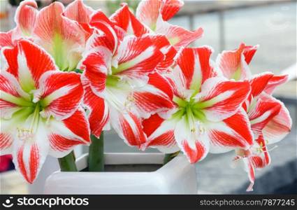 Beautiful red with white flowers of Amaryllis in bouquet (macro) in spring.