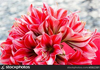 Beautiful red with white flowers of Amaryllis (macro) in spring.