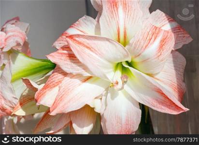 Beautiful red with white flowers of Amaryllis (macro) in spring.