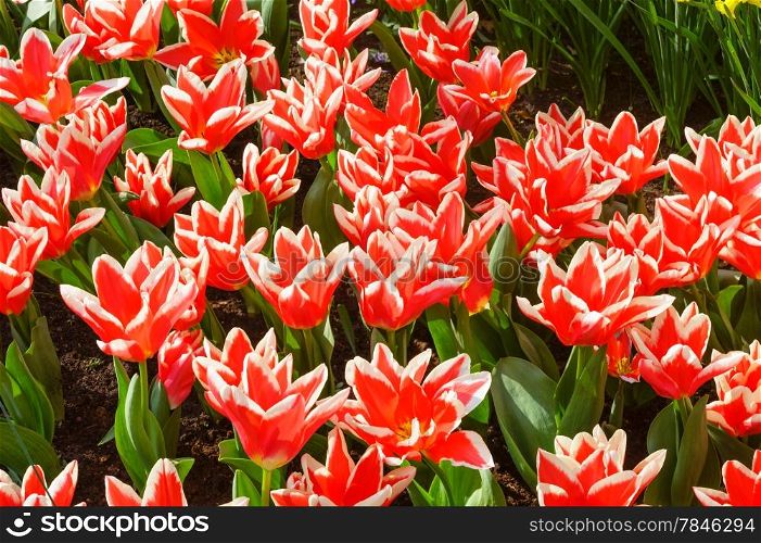 Beautiful red with white tips tulips (closeup) in the spring time. Nature variegated background.