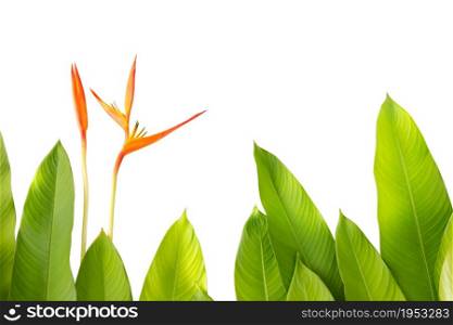 Beautiful Red, Yellow And Orange Heliconia (Heliconia spp.) Flower And Green Leaf, Tropical Vivid Color Flower On White Background, Heliconia Or Bird Of Paradise Flower