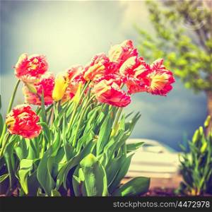 Beautiful red yellow filled tulips flowers over park or garden background, toned