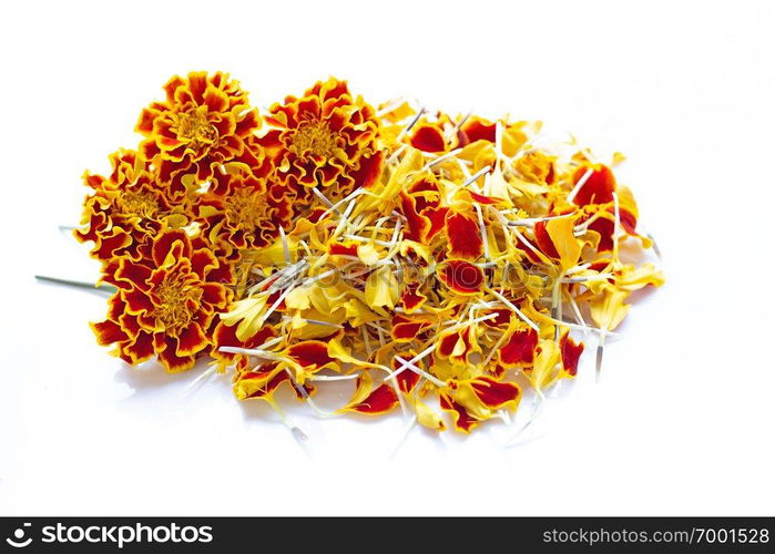 Beautiful red yellow marigold flower on over white background.