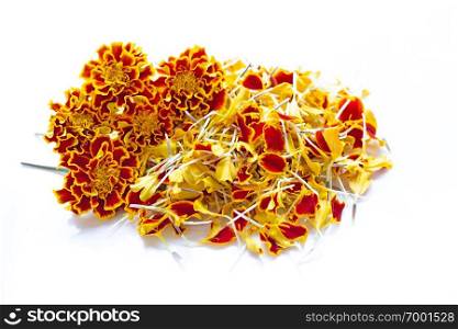 Beautiful red yellow marigold flower on over white background.