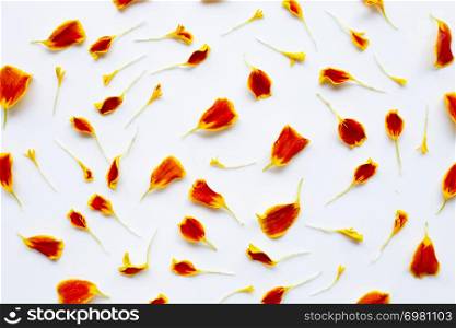 Beautiful red yellow marigold flower petals on white background.