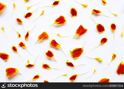 Beautiful red yellow marigold flower petals on white background.