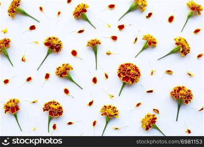 Beautiful red yellow marigold flowers on white background.