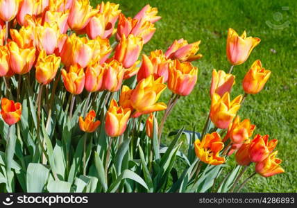 Beautiful red-yellow tulips close-up in spring park.