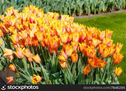 Beautiful red-yellow tulips close-up in spring park.