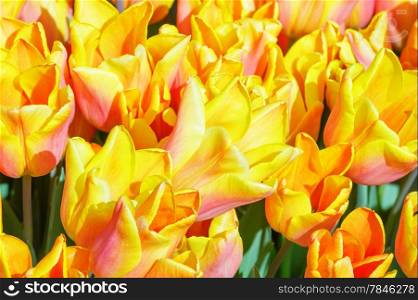 Beautiful red-yellow tulips close-up (nature spring background).