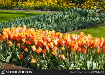 Beautiful red-yellow tulips in spring park.
