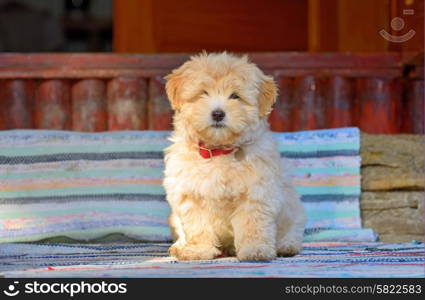 Beautiful reddish havanese puppy dog