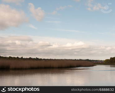 beautiful reeds at the side of a lake in country with sky