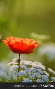 Beautiful Rememberence Day poppy image