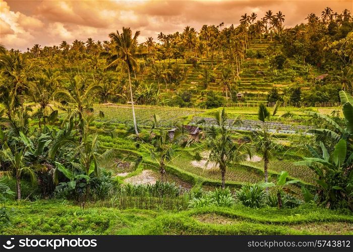 Beautiful Rice fields at Sunset Time Bali Indonesia